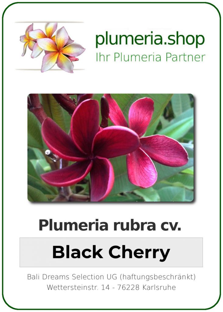 Plumeria rubra "Black Cherry" - wurzelnackt