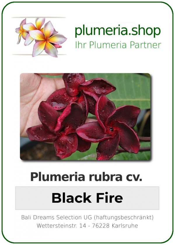 Plumeria rubra "Black Fire"