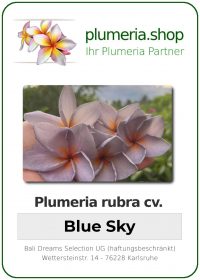 Plumeria rubra "Blue Sky"