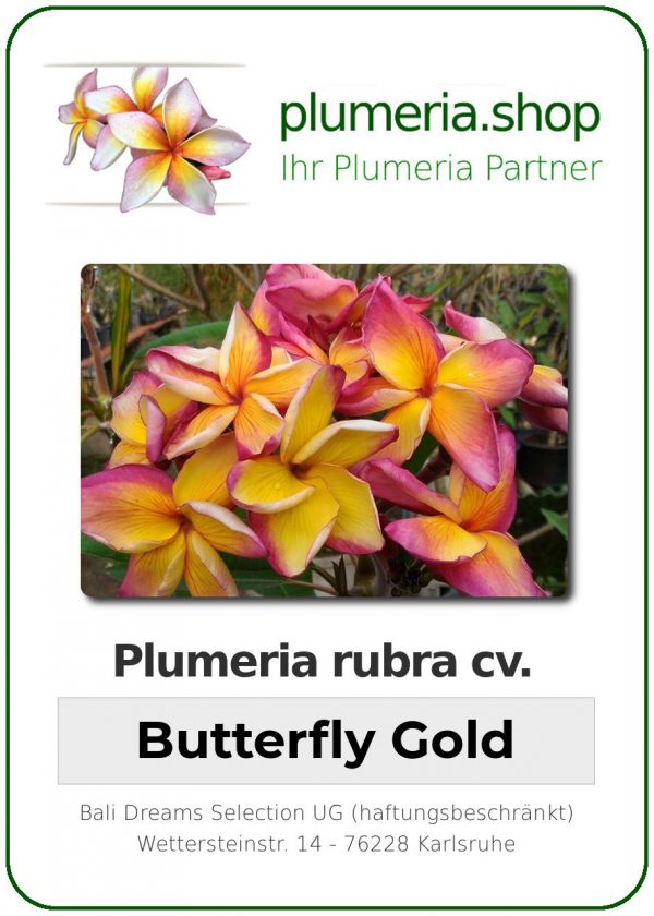 Plumeria rubra &quot;Butterfly Gold&quot; (papillon d&#039;or)