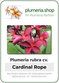 Plumeria rubra "Cardinal Rope"