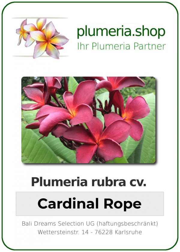 Plumeria rubra "Cardinal Rope"