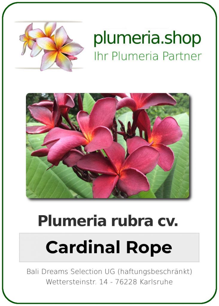 Plumeria rubra "Cardinal Rope"