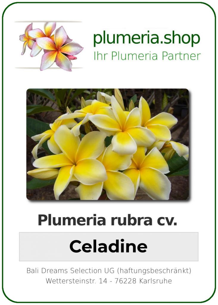 Plumeria rubra cv. "Celadine" - unbewurzelter Steckling