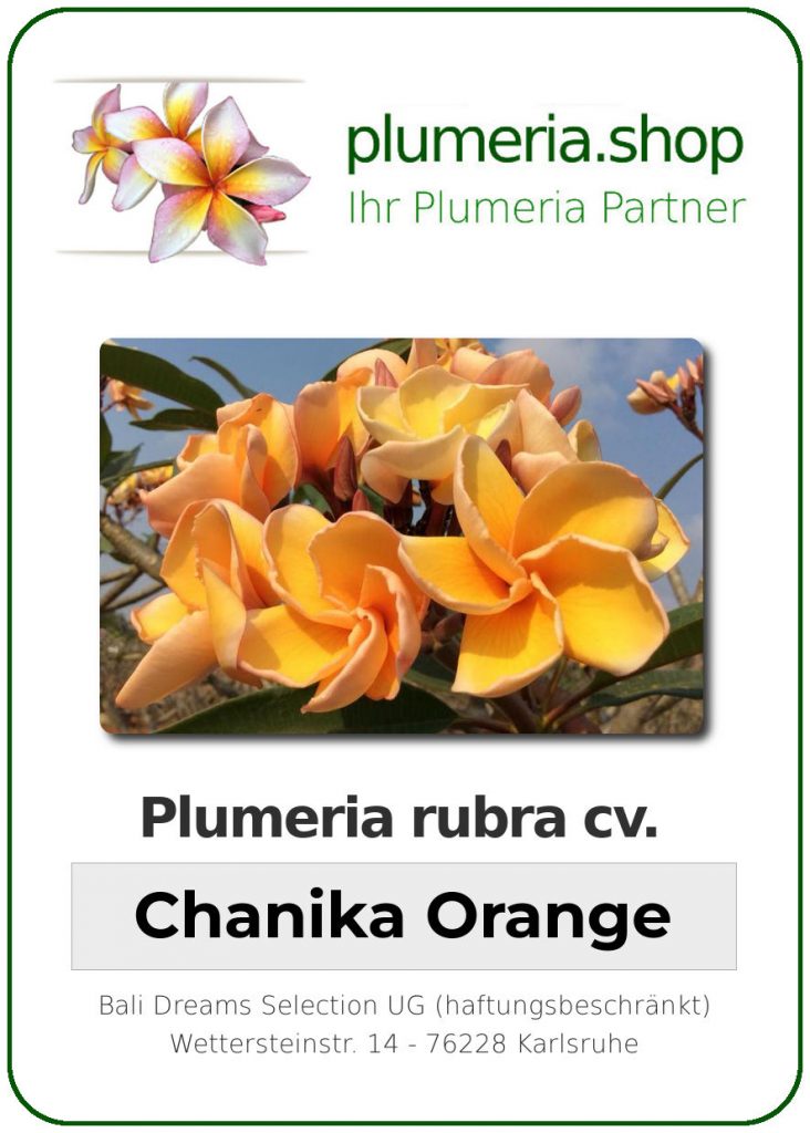 Plumeria rubra "Chanigka Orange"