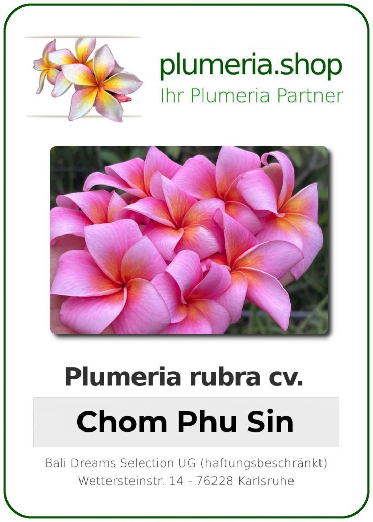 Plumeria rubra cv. "Chom Phu Sin" - unbewurzelter Steckling