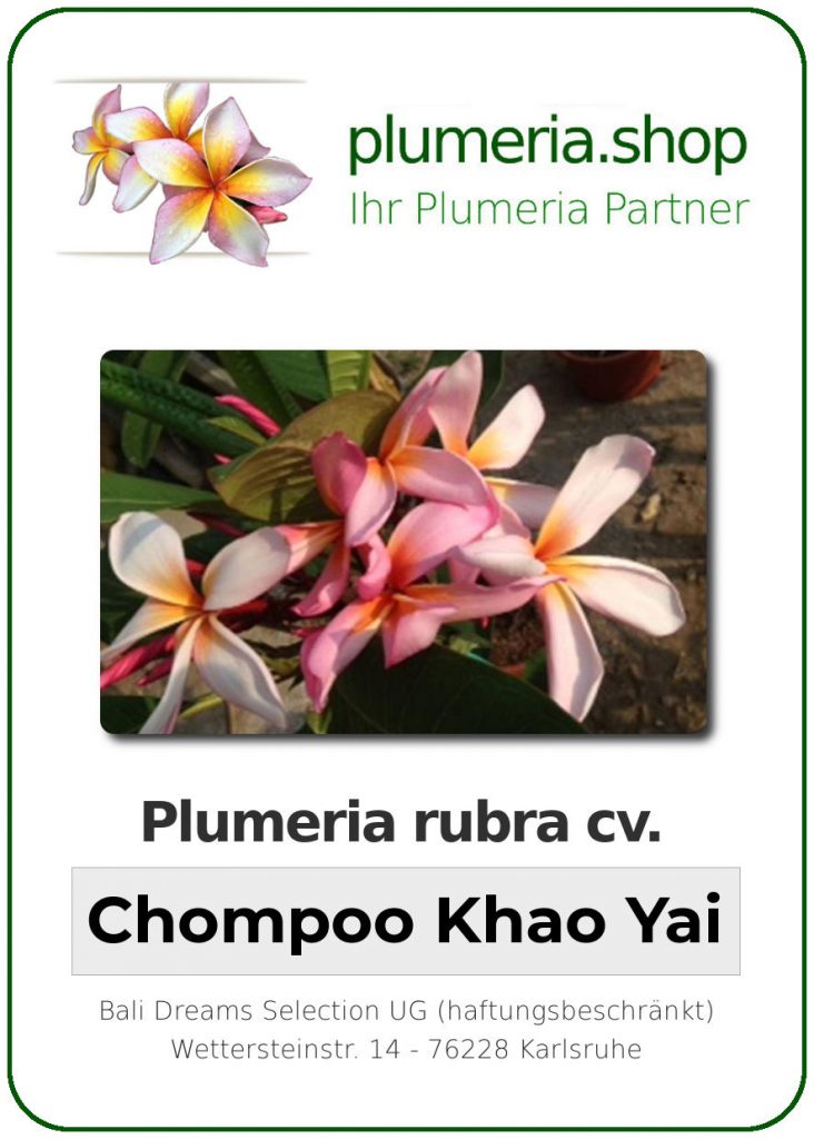 Plumeria rubra "Chompoo Khao Yai"