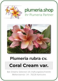 Plumeria rubra "Coral Cream var."