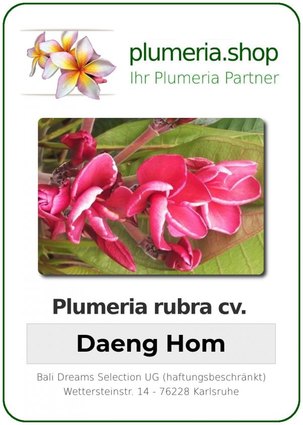 Plumeria rubra "Daeng Hom"