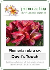 Plumeria rubra "Devils Touch"