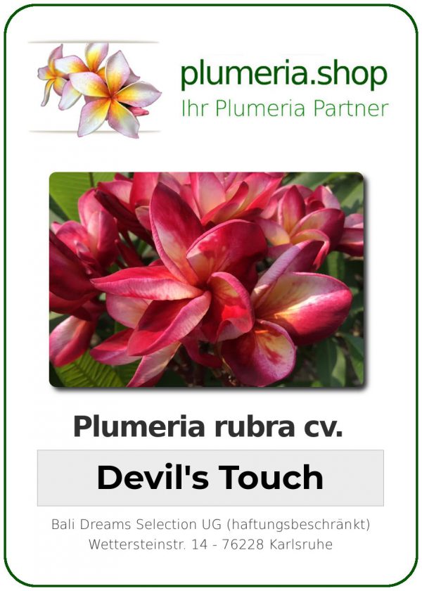 Plumeria rubra &quot;Devils Touch