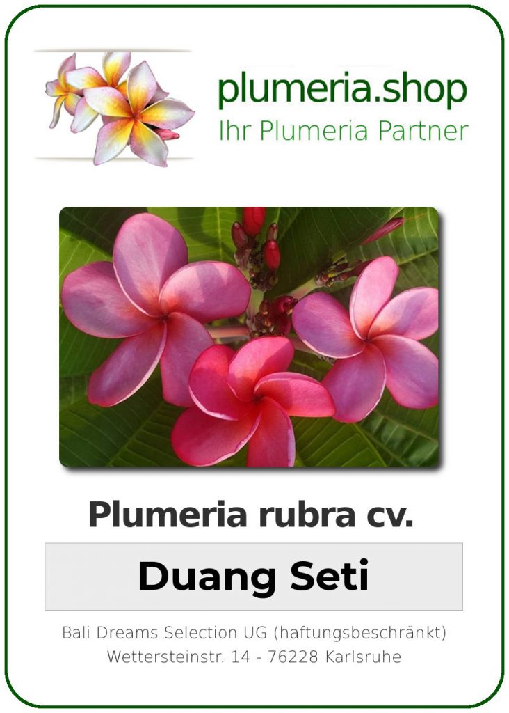 Plumeria rubra "Duang Seti"