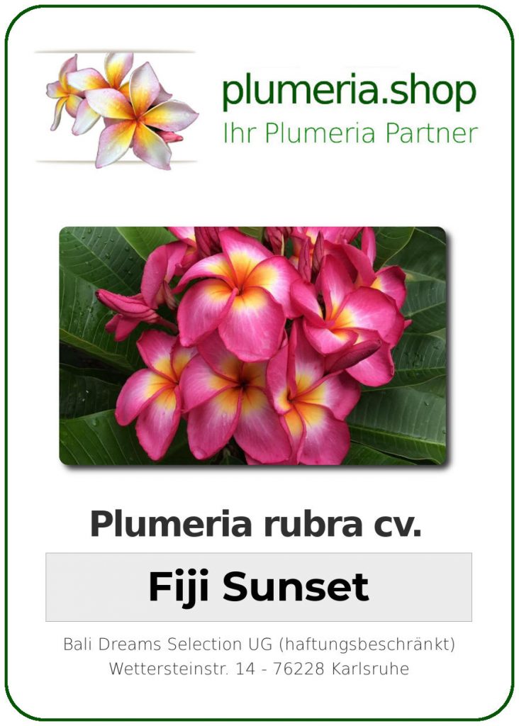 Plumeria rubra "Fiji Sunset"
