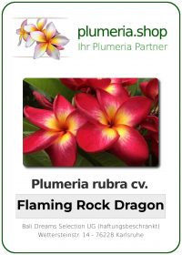 Plumeria rubra "Flaming Rock Dragon"