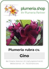 Plumeria rubra "Gino"
