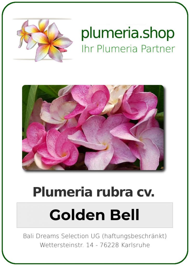 Plumeria rubra cv. "Golden Bell" - unbewurzelter Steckling