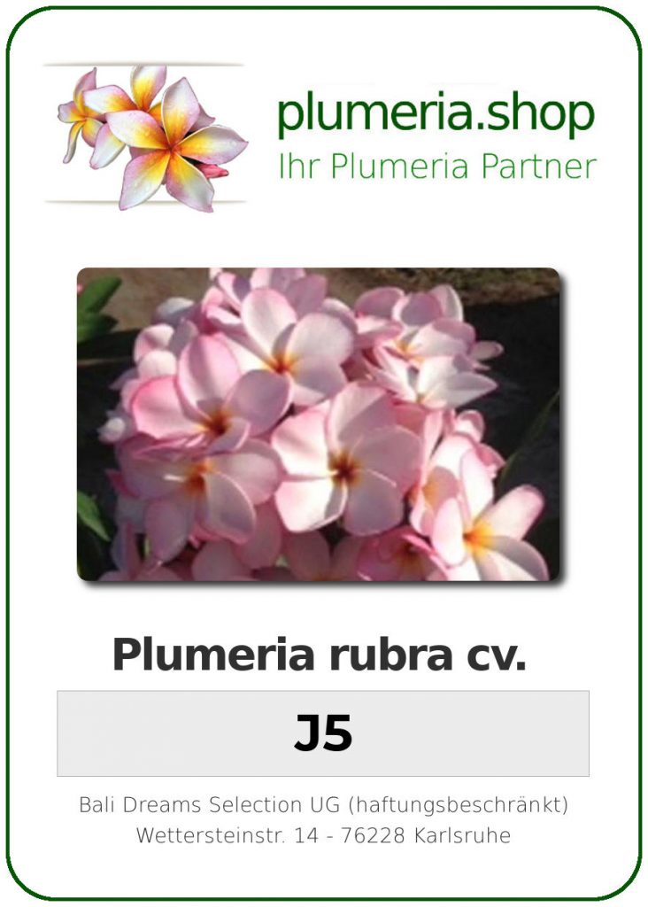 Plumeria rubra "J5"