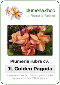 Plumeria rubra "JL Golden Pagoda"