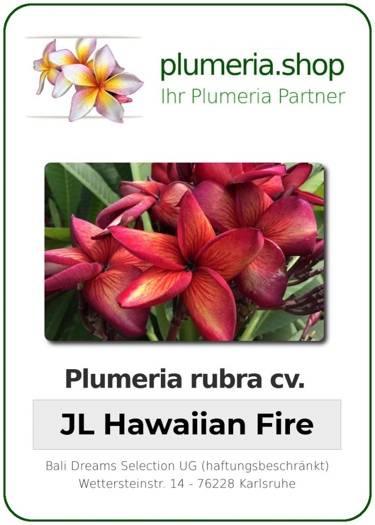 Plumeria rubra "JL Hawaiian Fire"