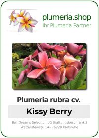 Plumeria rubra "Kissy Berry"