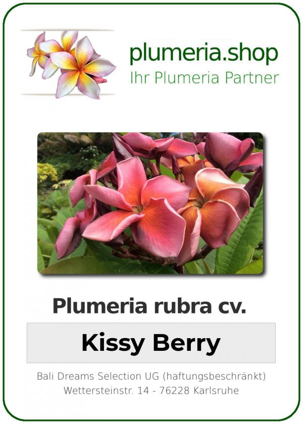 Plumeria rubra "Kissy Berry"