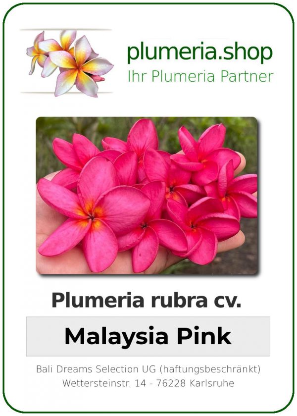 Plumeria rubra "Malaysia Pink"