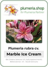 Plumeria rubra &quot;Marble Ice Cream&quot;