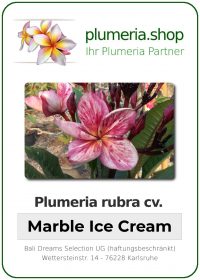 Plumeria rubra "Marble Ice Cream"