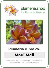 Plumeria rubra "Maui Meil"