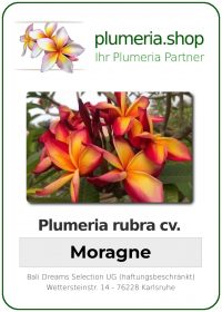Plumeria rubra "Moragne"