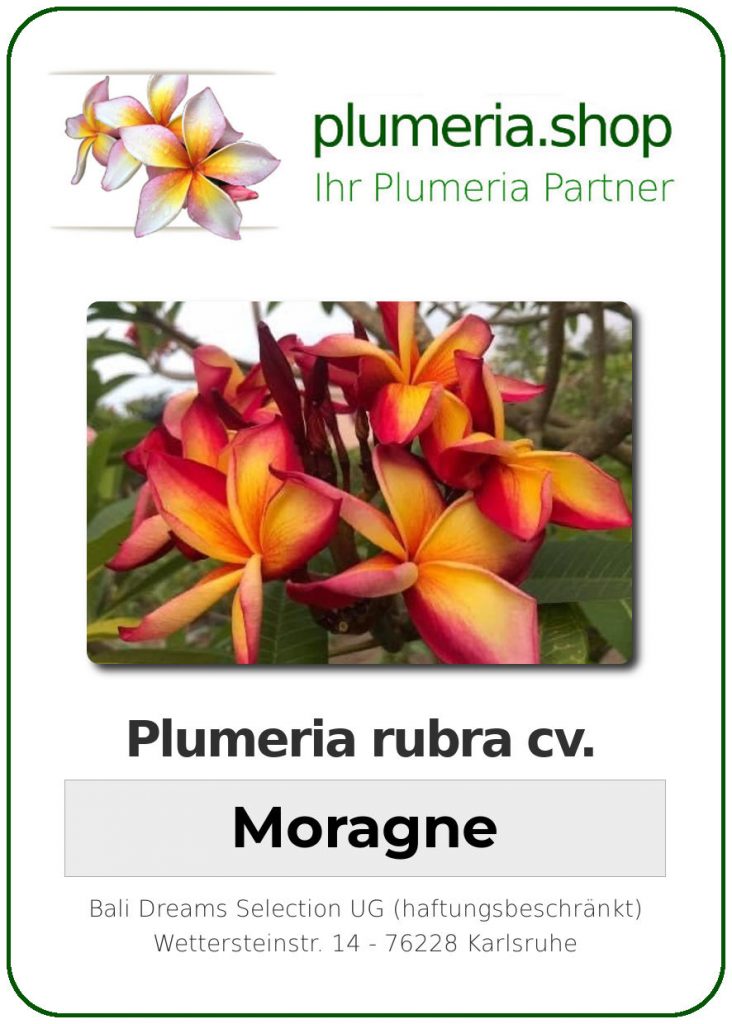Plumeria rubra "Moragne"