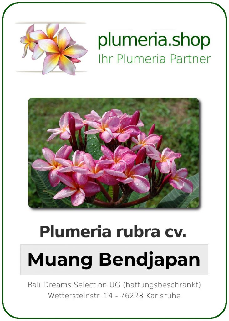 Plumeria rubra "Muang Bendjapan"