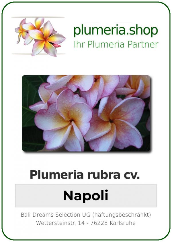 Plumeria rubra "Napoli"
