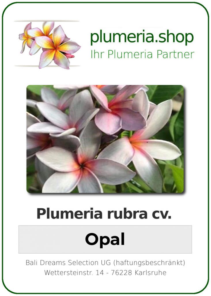 Plumeria rubra "Opal"