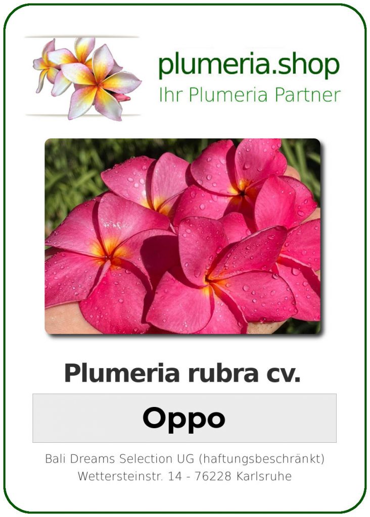 Plumeria rubra cv. "Oppo" - unbewurzelter Steckling