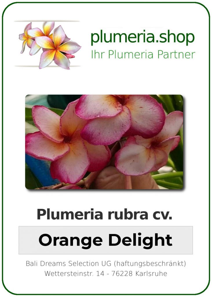 Plumeria rubra "Orange Delight"