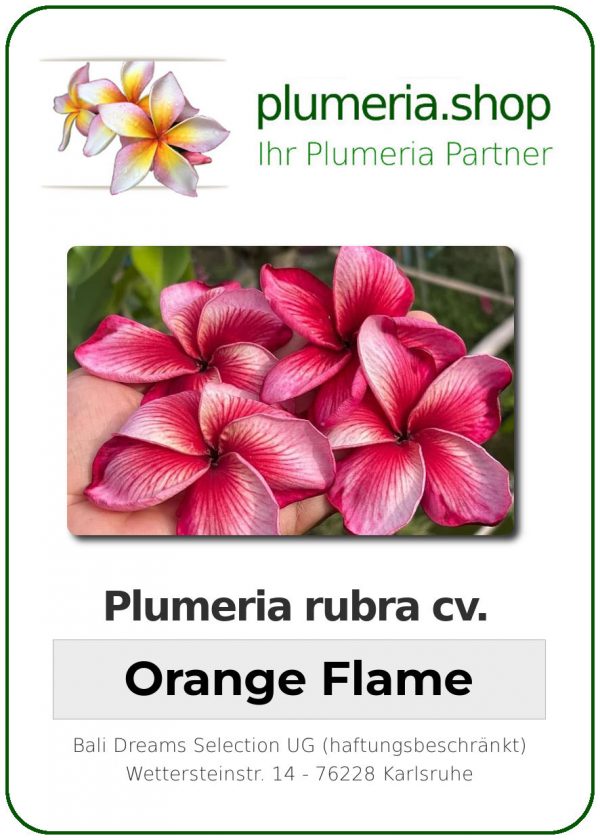Plumeria rubra "Orange Flame"