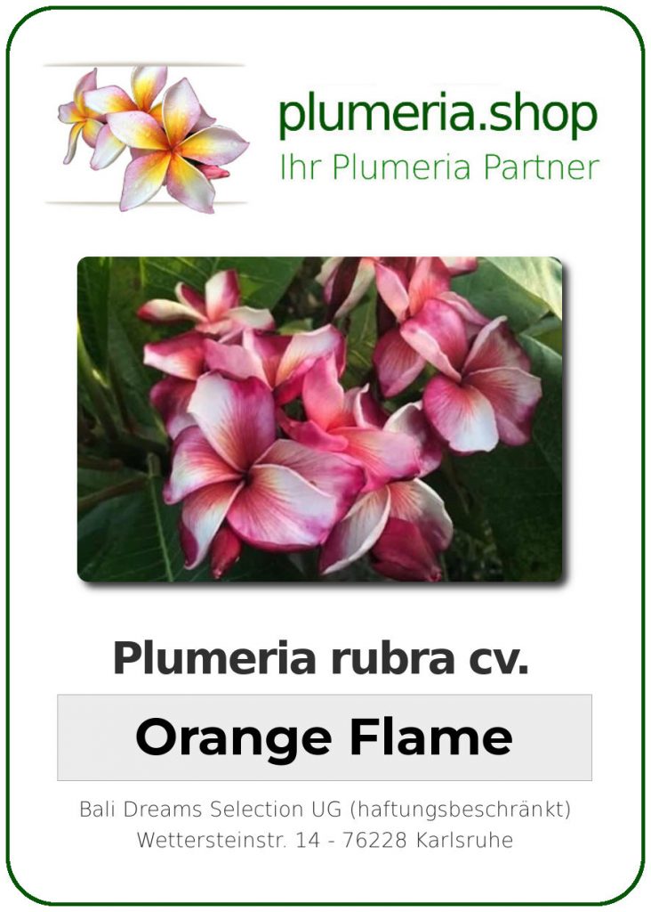 Plumeria rubra "Orange Flame"