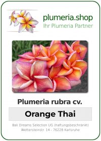 Plumeria rubra "Orange Thai"