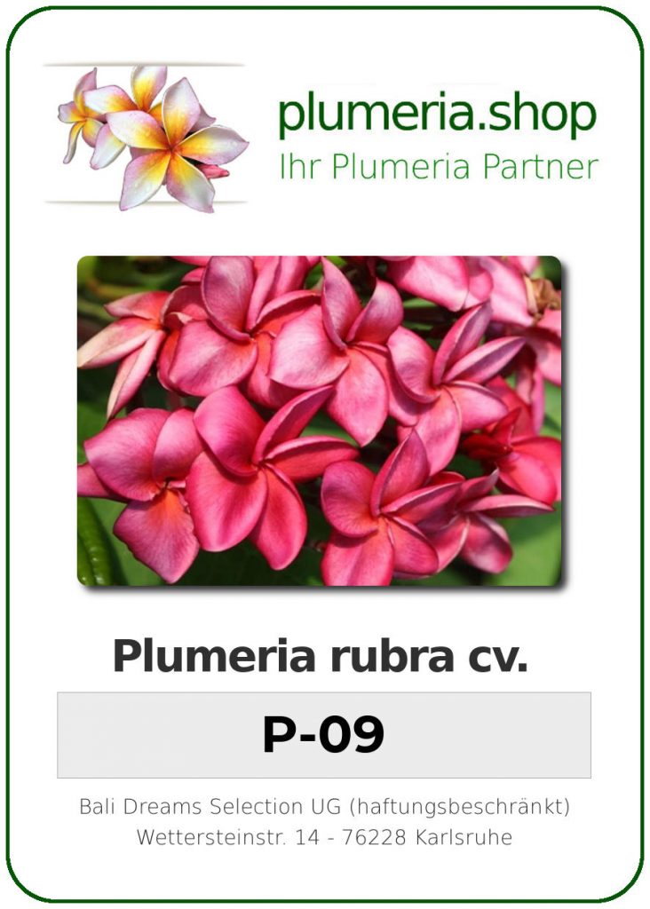 Plumeria rubra "P-09"