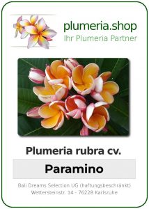 Plumeria rubra "Paramino"