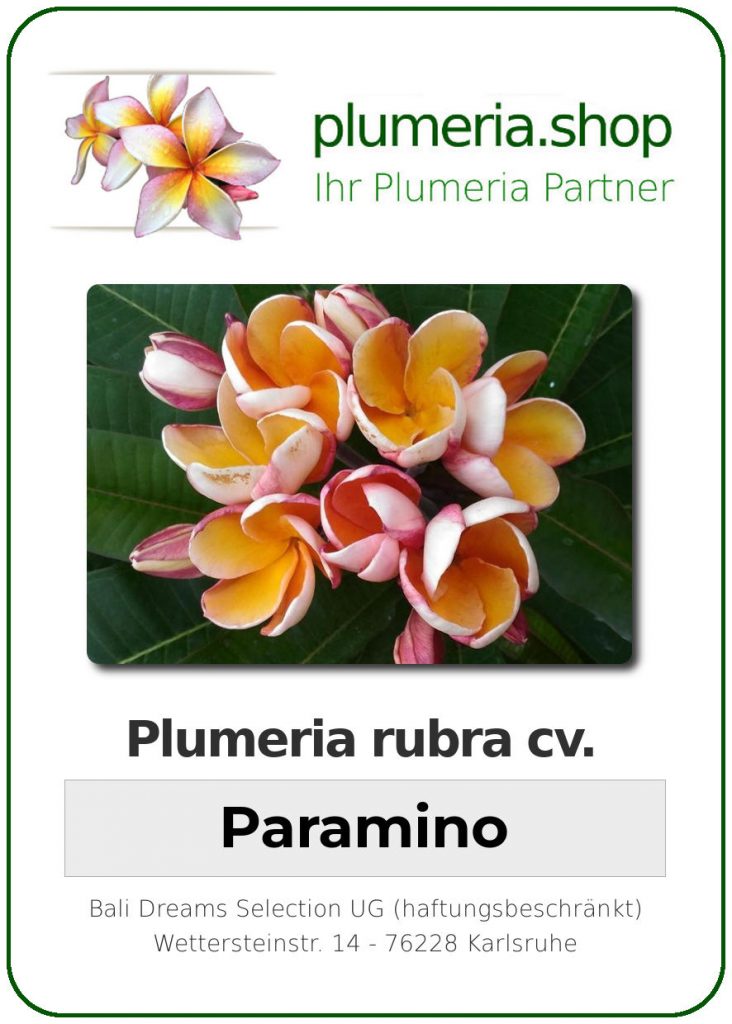 Plumeria rubra cv. "Paramino" - unbewurzelter Steckling