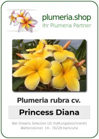 Plumeria rubra "Princess Diana"