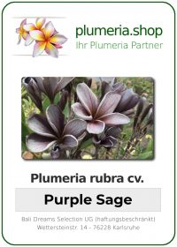 Plumeria rubra &quot;Purple Sage&quot;