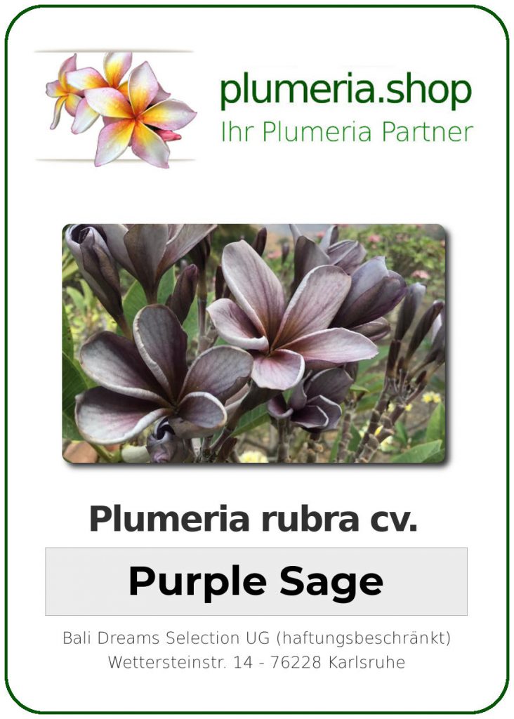 Plumeria rubra "Purple Sage"