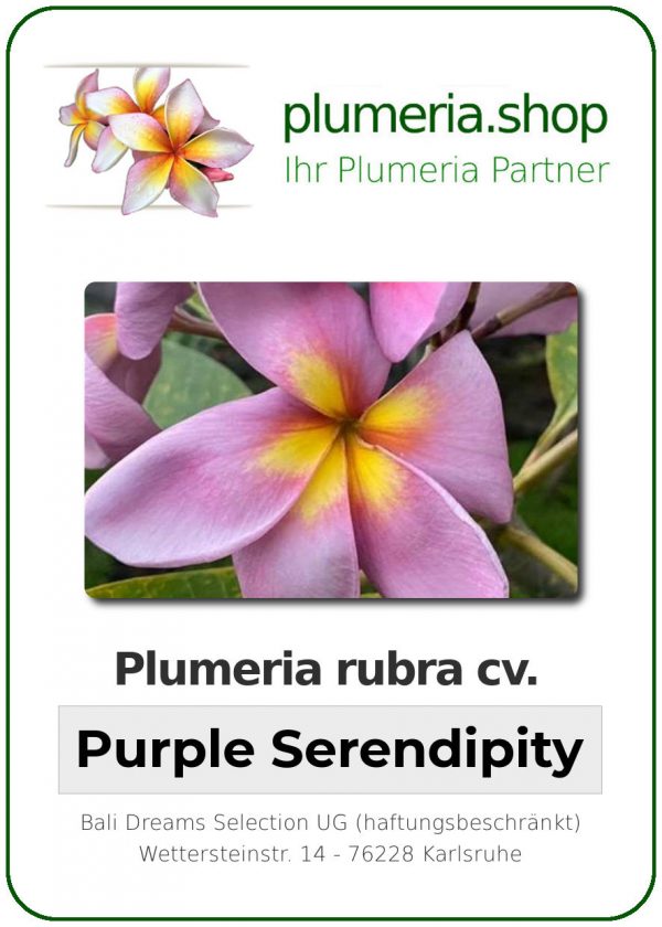 Plumeria rubra &quot;Purple Serendipity&quot; (sérendipité pourpre)