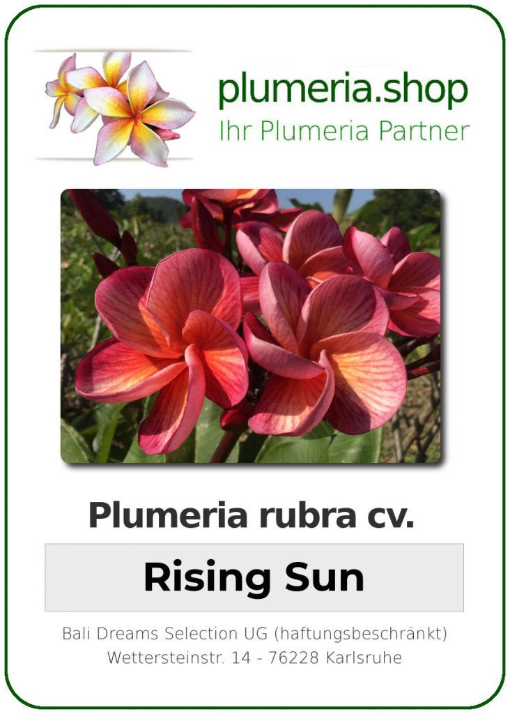 Plumeria rubra "Rising Sun"
