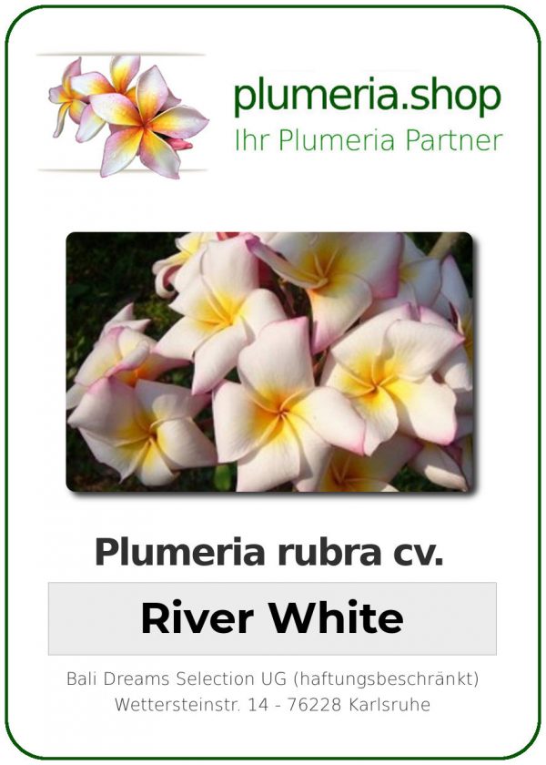 Plumeria rubra "River White"