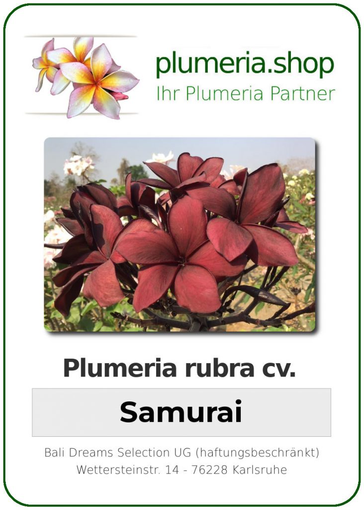 Plumeria rubra "Samurai"