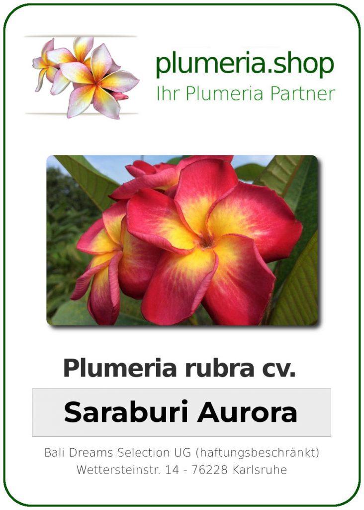 Plumeria rubra "Saraburi Aurora"